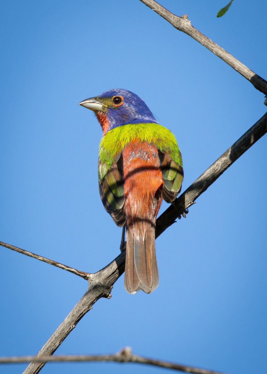 Painted Bunting - ML619464241