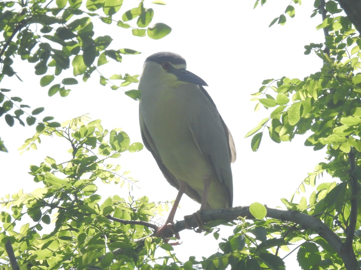 Black-crowned Night Heron - Cindy Leffelman