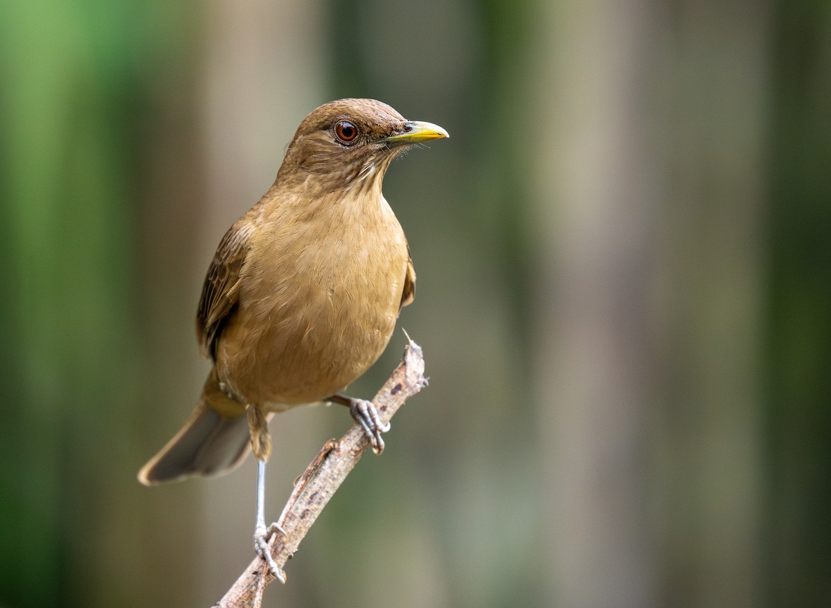 Clay-colored Thrush - Forest Botial-Jarvis