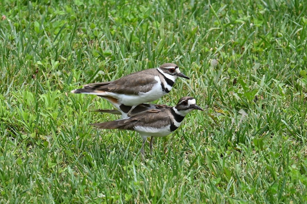 Killdeer - ML619464260