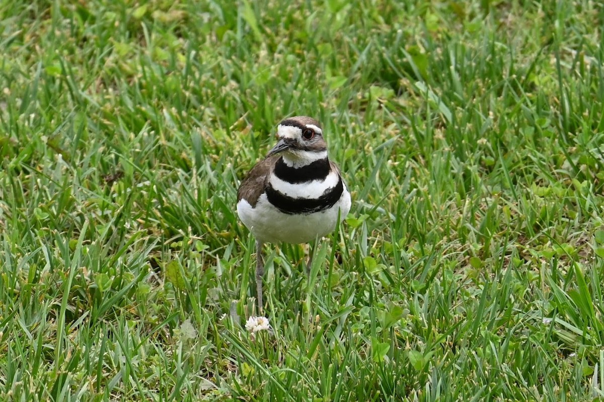 Killdeer - Skylar Carson-Reynolds