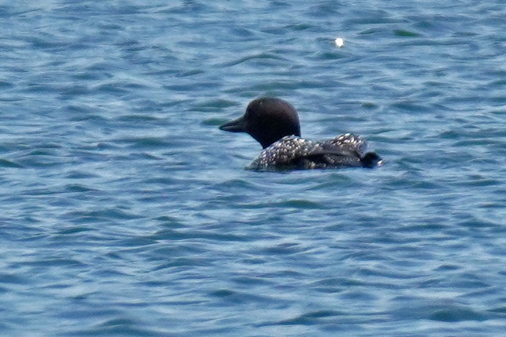 Common Loon - Susan Iannucci