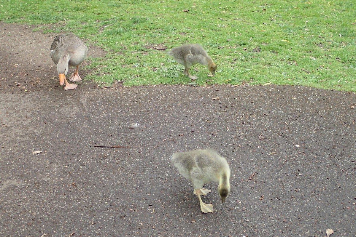 Graylag Goose - ML619464270