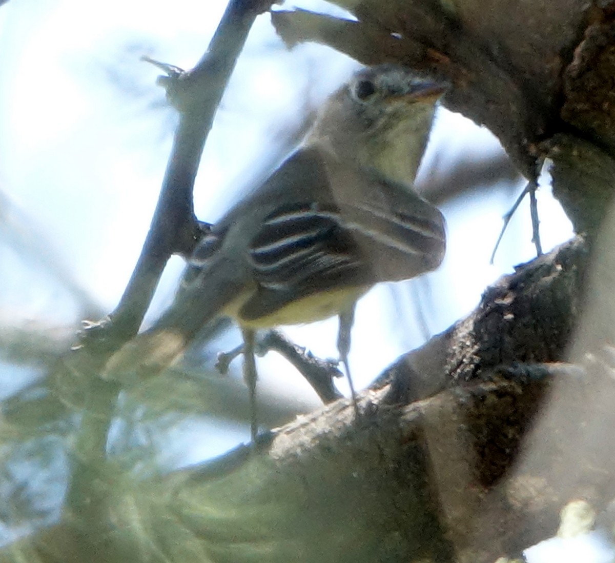 Empidonax sp. - Carolyn Ohl, cc