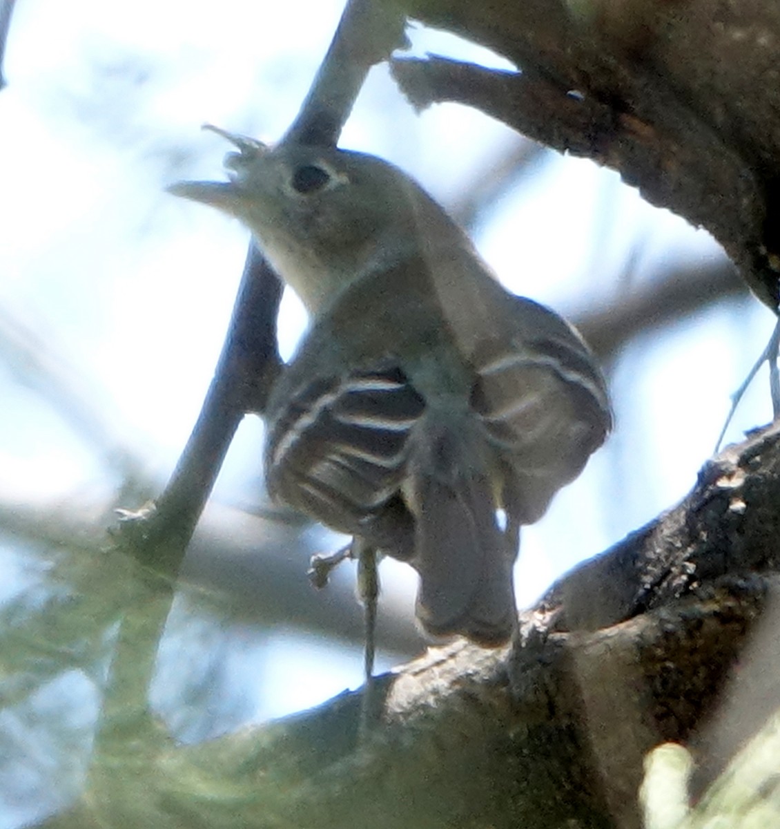 Empidonax sp. - Carolyn Ohl, cc