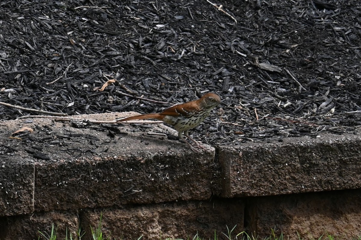 Brown Thrasher - ML619464282