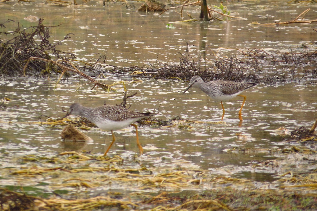 Lesser Yellowlegs - Gary Prescott