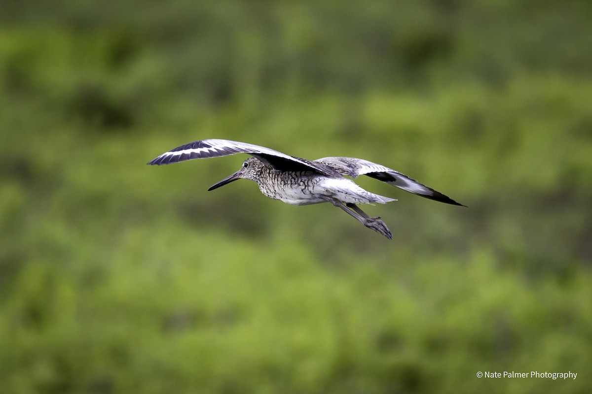 Willet - Nate Palmer