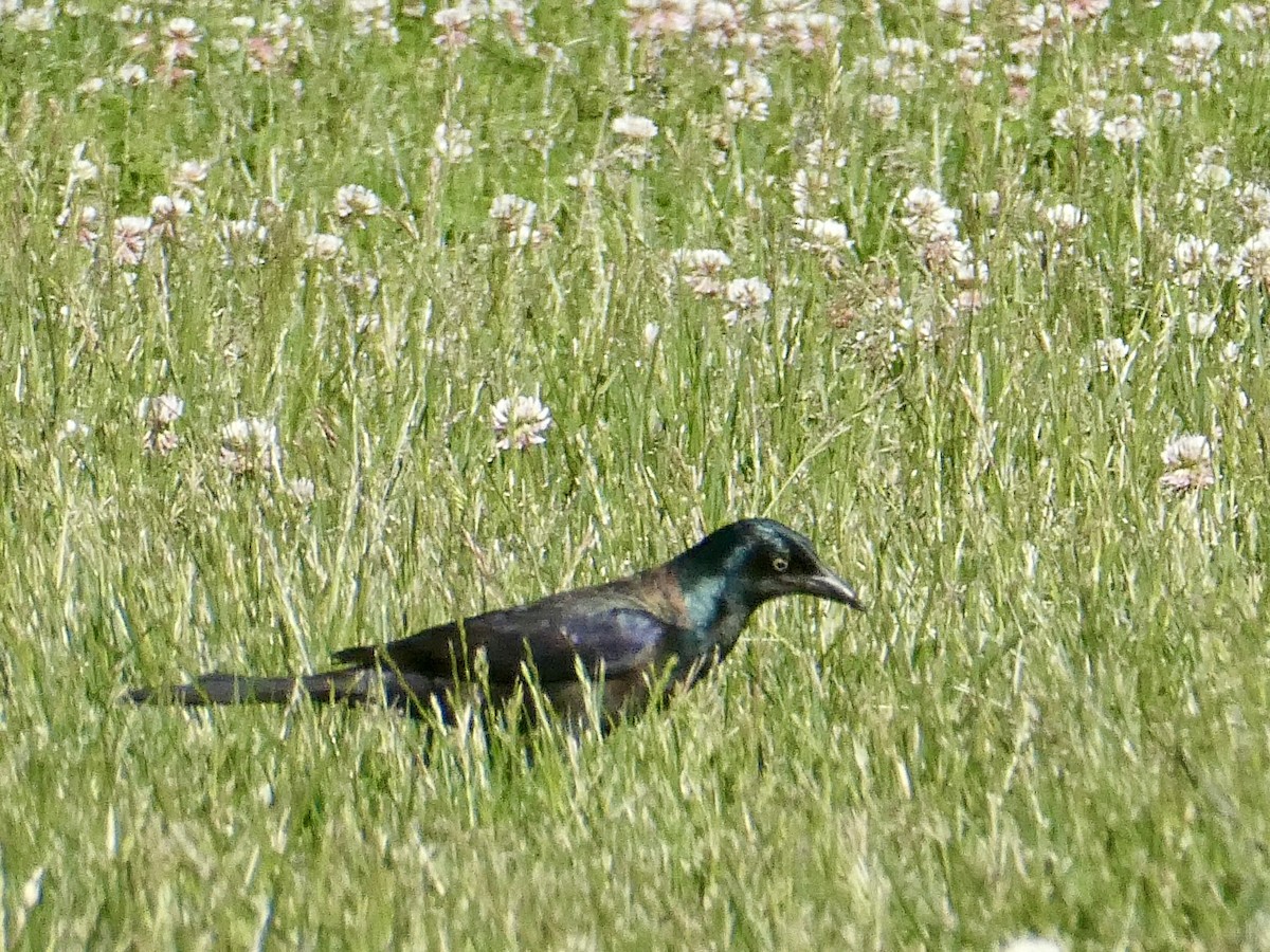 Common Grackle - Ron Lulov