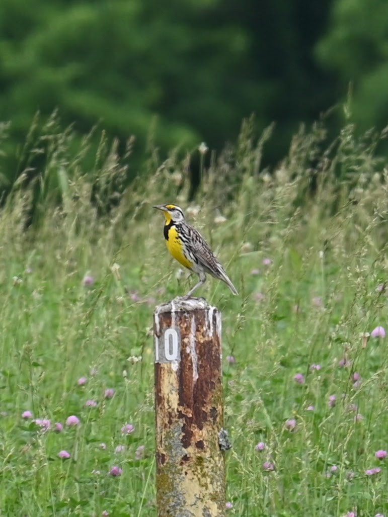 Eastern Meadowlark - ML619464288