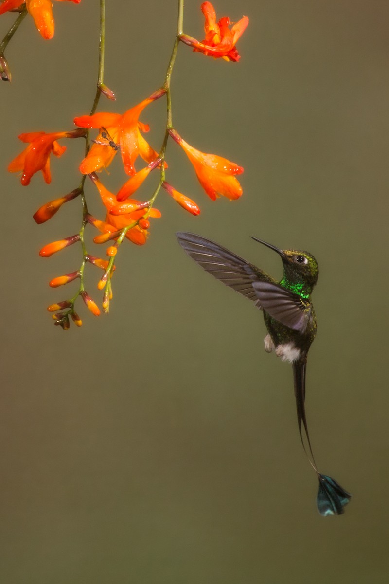 White-booted Racket-tail - Nancy Davis