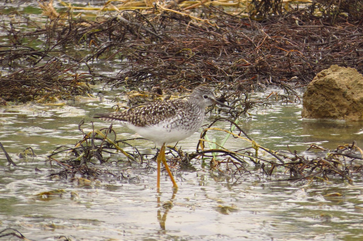 Lesser Yellowlegs - Gary Prescott