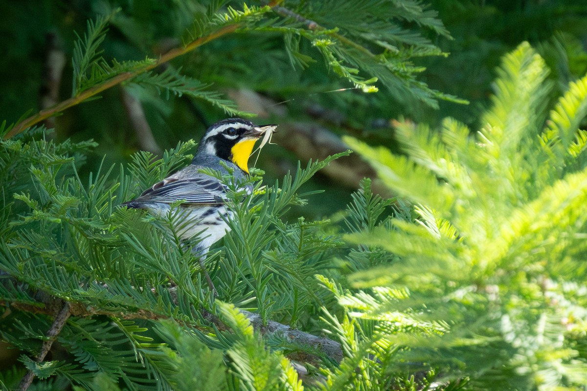 Yellow-throated Warbler - Ryan Anderson