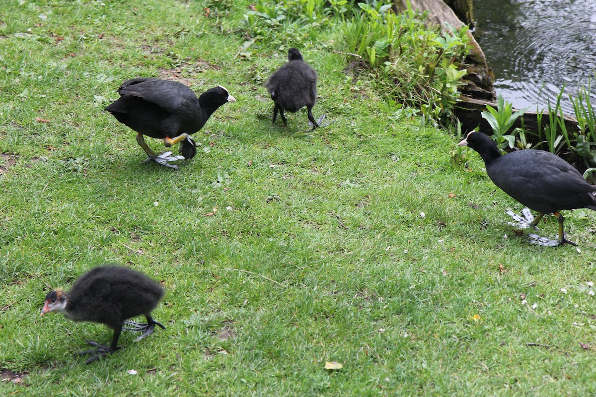 Eurasian Coot - ML619464304