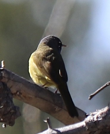 MacGillivray's Warbler - Gregg Goodrich