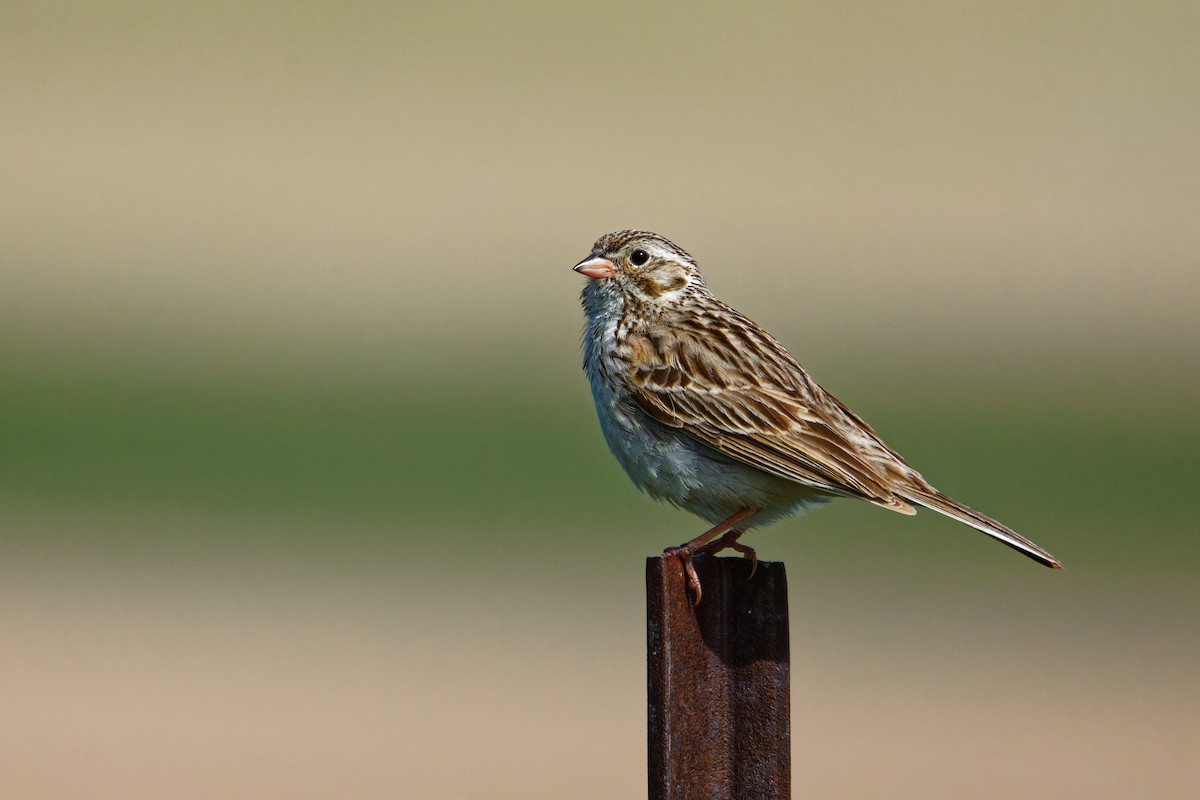 Vesper Sparrow - Ruogu Li