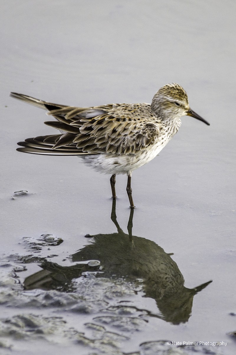 White-rumped Sandpiper - Nate Palmer