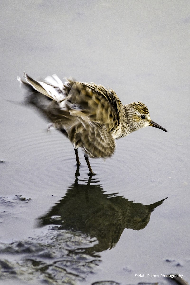 White-rumped Sandpiper - Nate Palmer