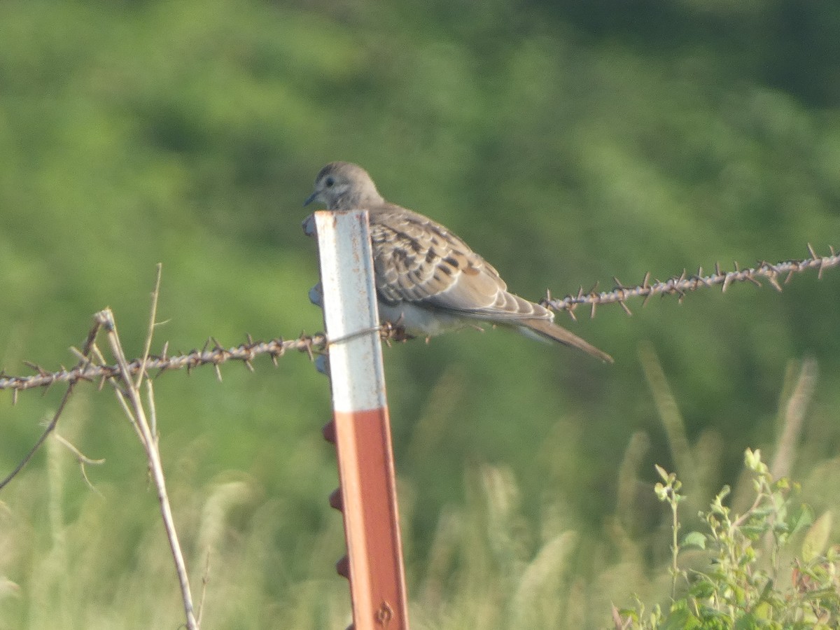 Mourning Dove - Josh Matlock