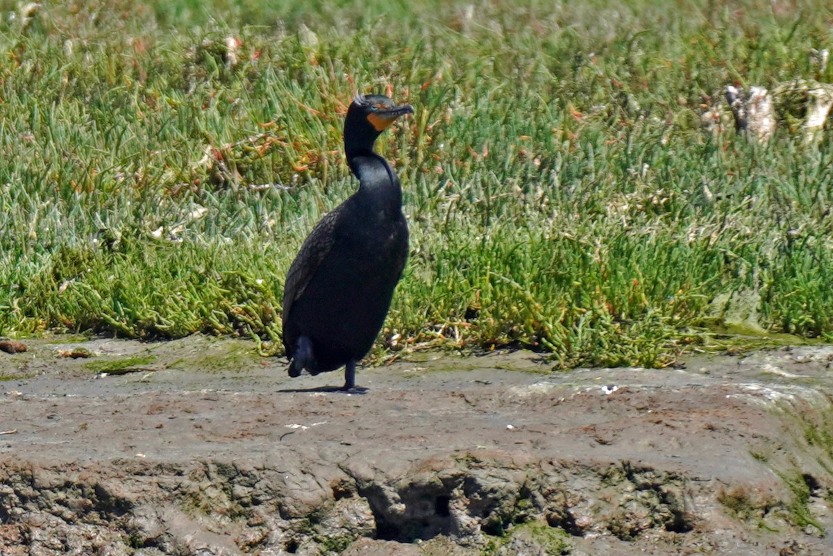 Double-crested Cormorant - Susan Iannucci