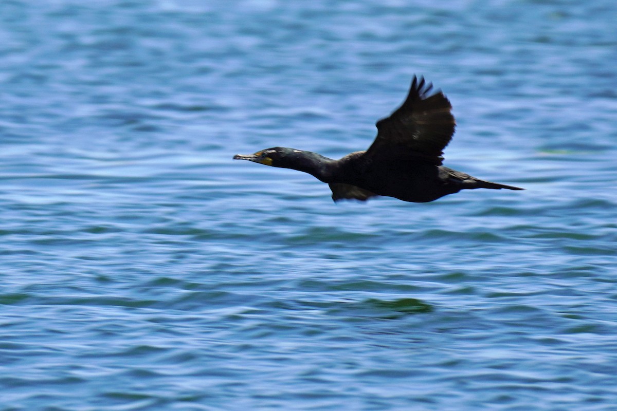 Double-crested Cormorant - Susan Iannucci