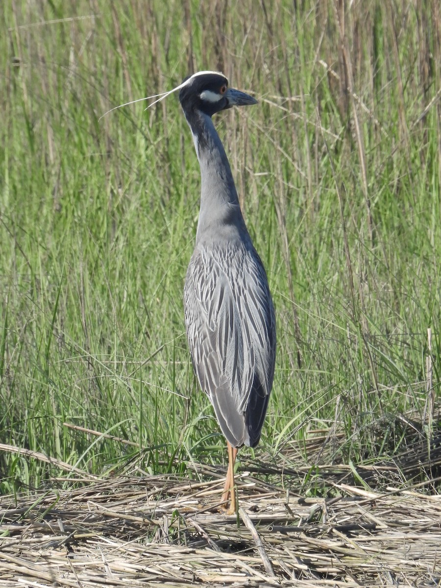 Yellow-crowned Night Heron - Cindy Leffelman