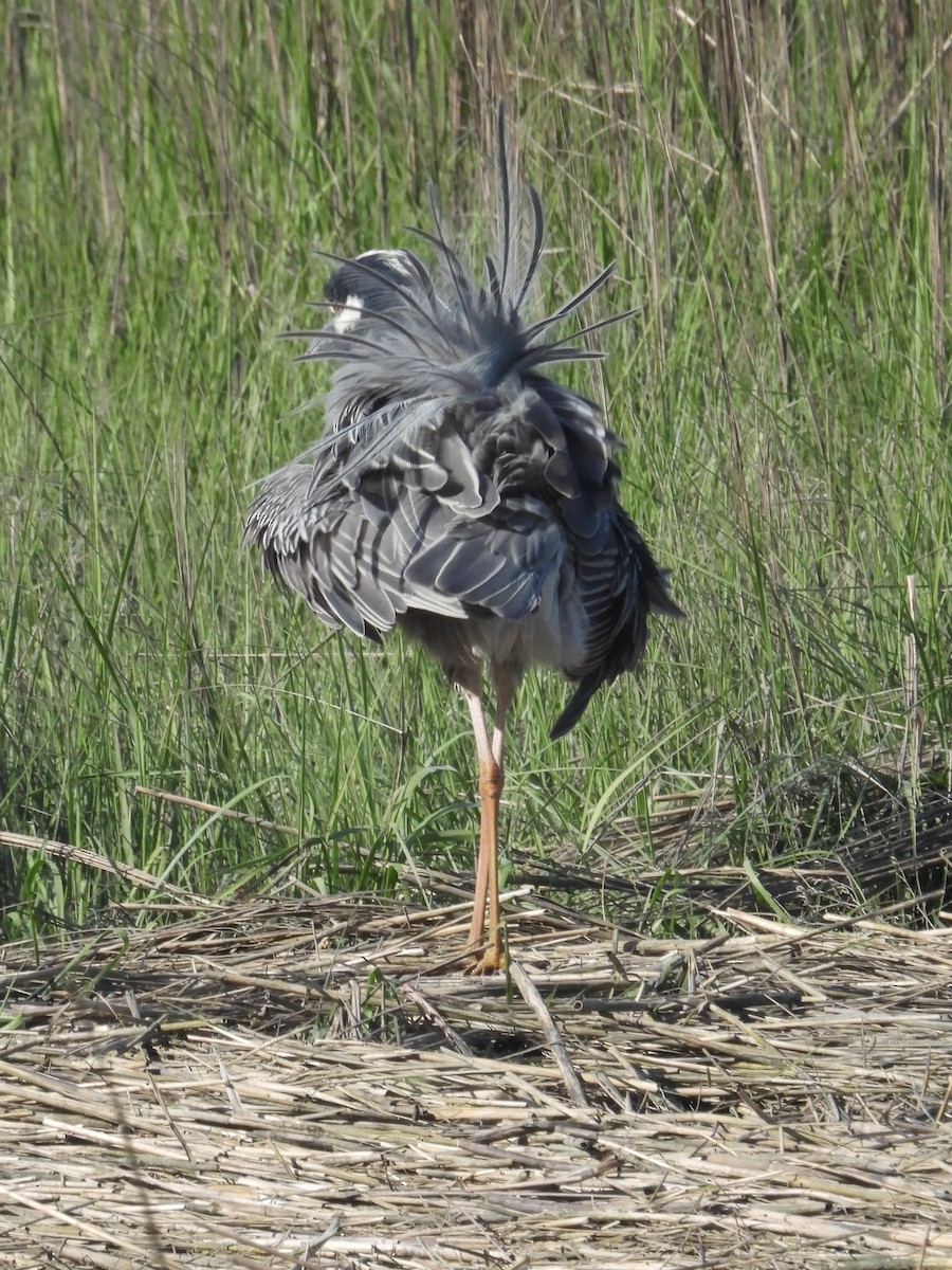 Yellow-crowned Night Heron - Cindy Leffelman