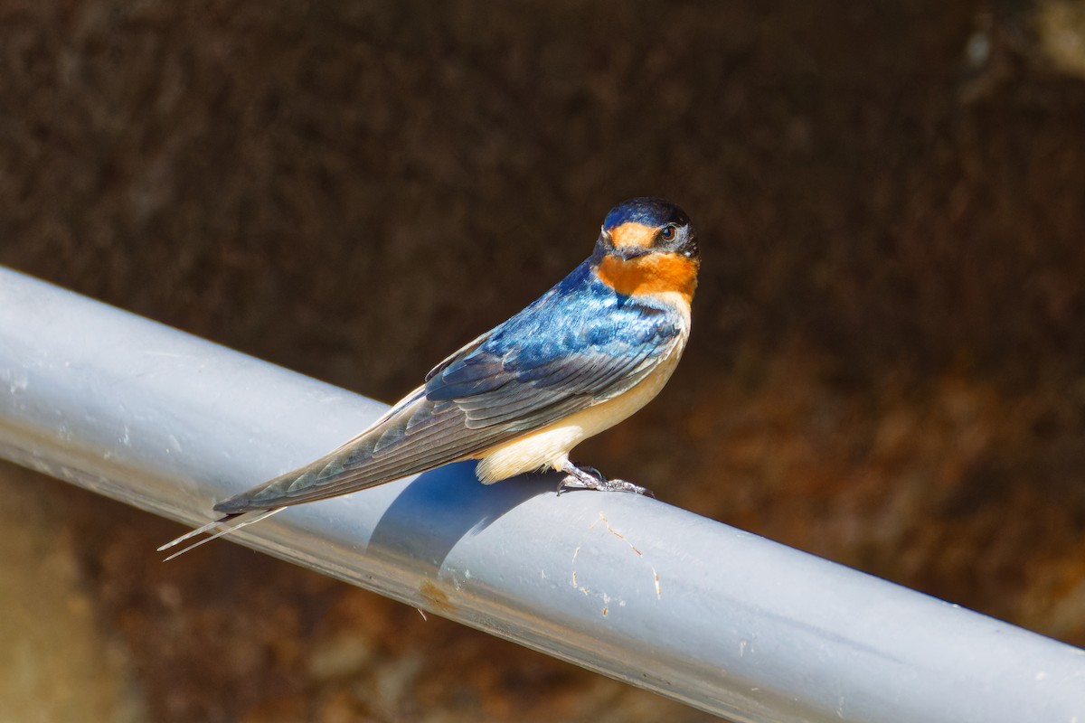 Golondrina Común - ML619464330