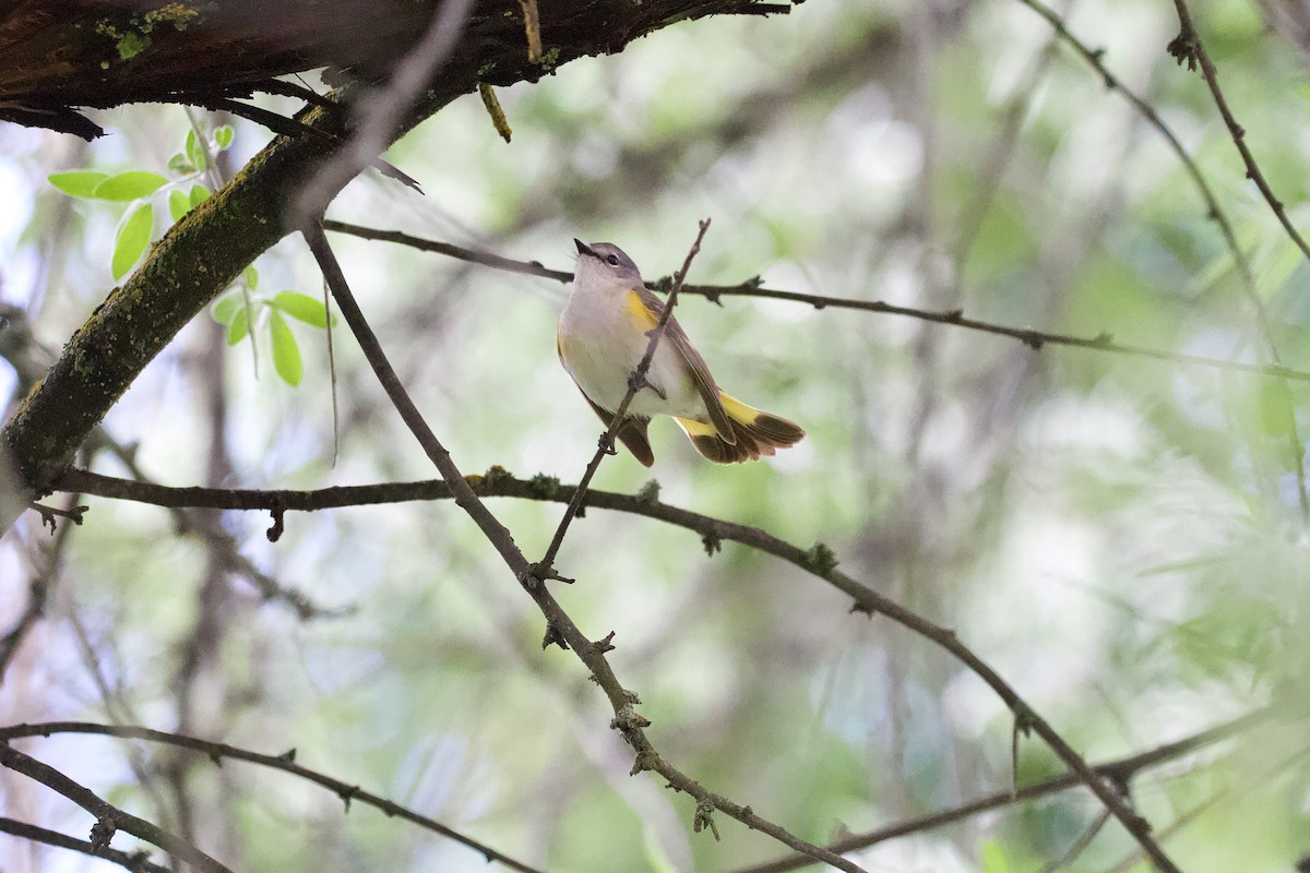 American Redstart - ML619464337