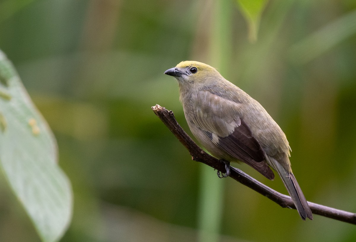 Palm Tanager - Forest Botial-Jarvis