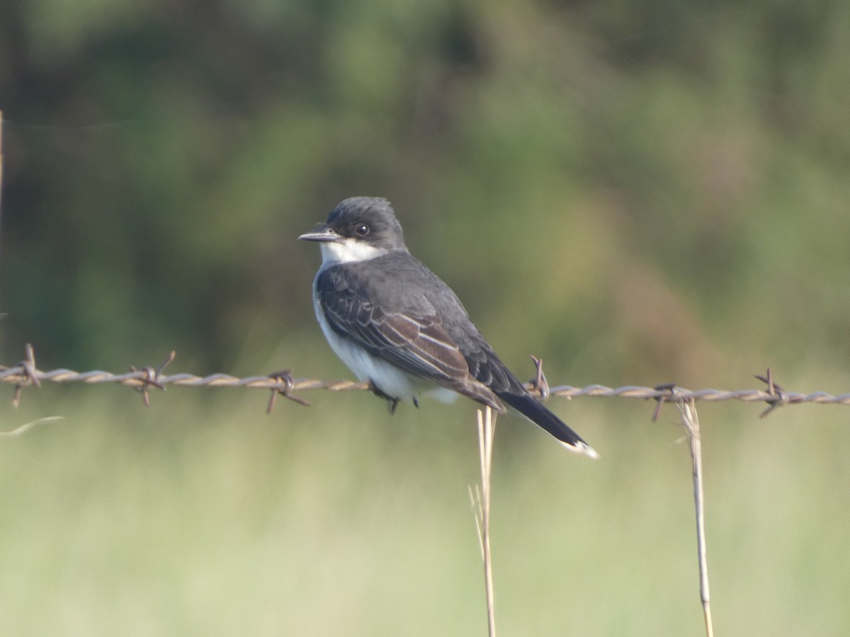 Eastern Kingbird - Josh Matlock