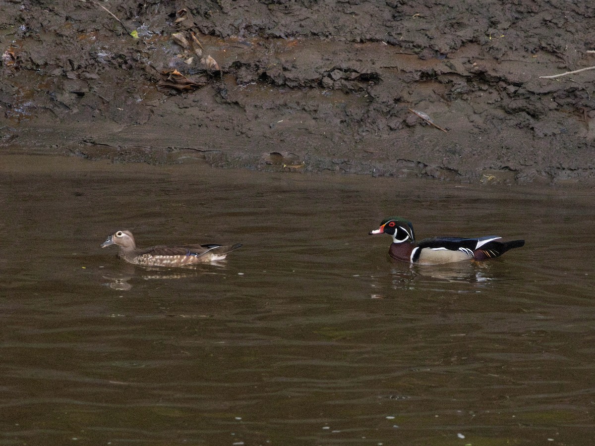 Wood Duck - Alexandrine Fontaine-Tardif