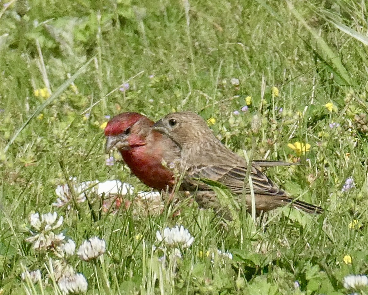 House Finch - ML619464345