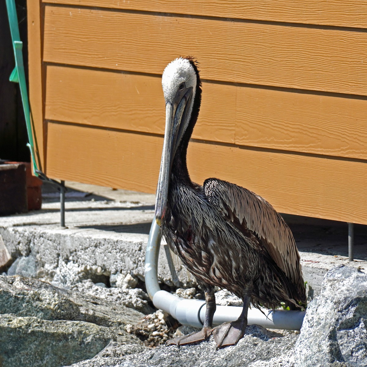 Brown Pelican - Susan Iannucci