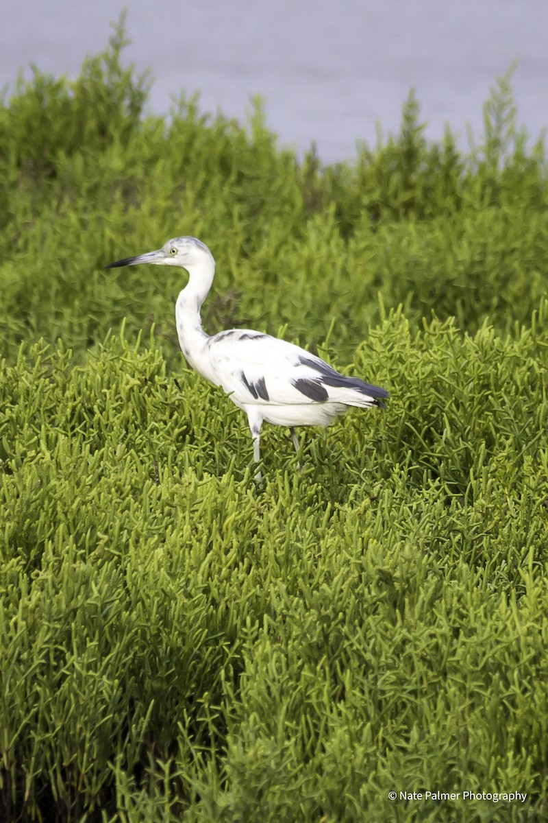 Little Blue Heron - Nate Palmer