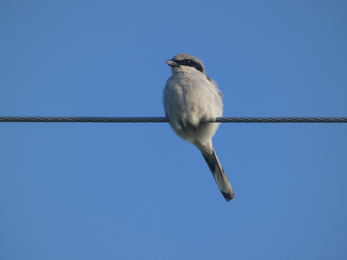 Loggerhead Shrike - Josh Matlock