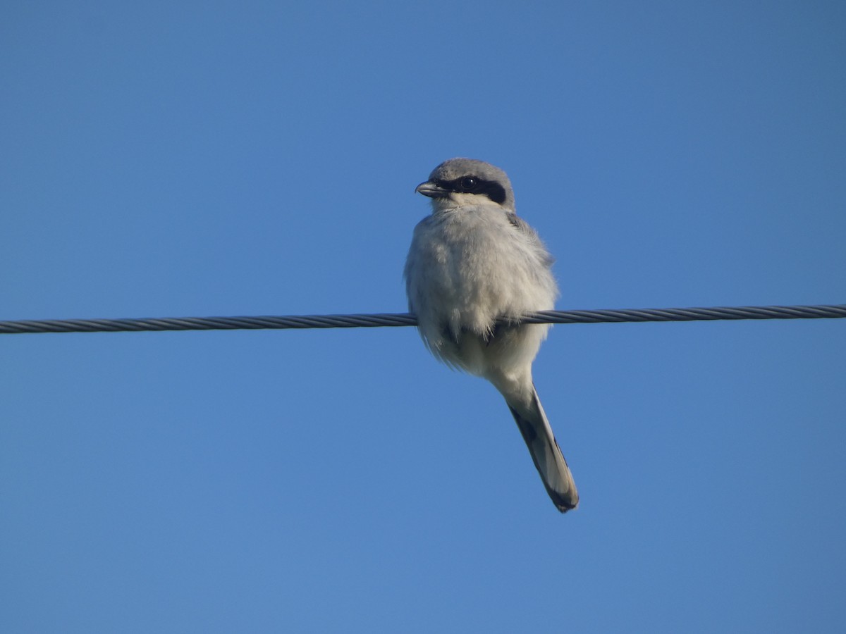 Loggerhead Shrike - Josh Matlock