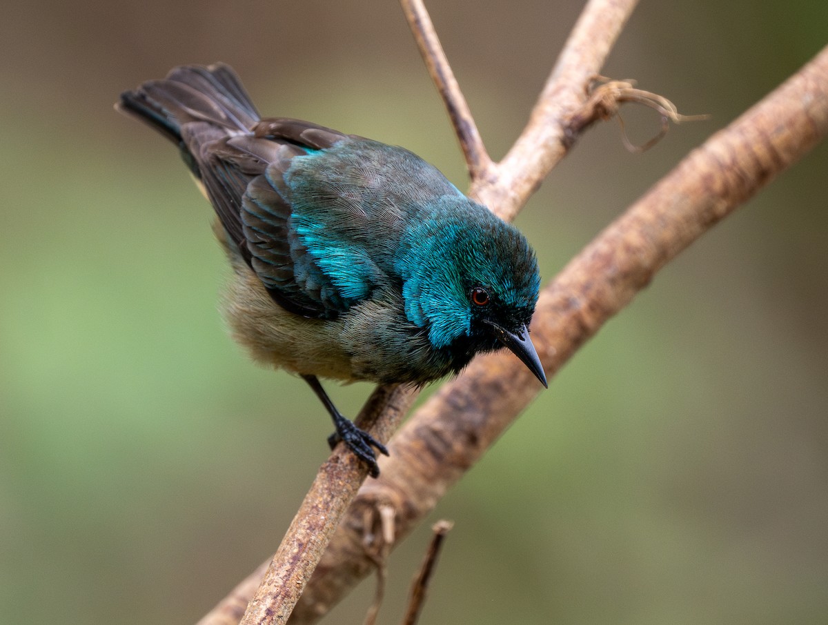Scarlet-thighed Dacnis - Forest Botial-Jarvis