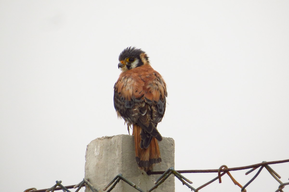 American Kestrel - Gary Prescott