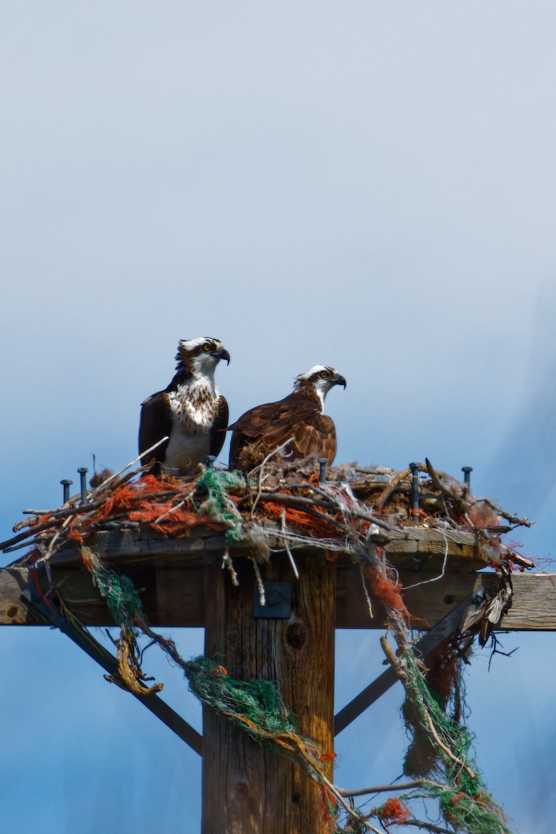 Osprey - Ruogu Li