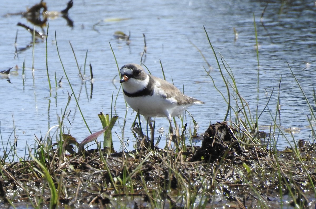 Semipalmated Plover - klaus emmaneel