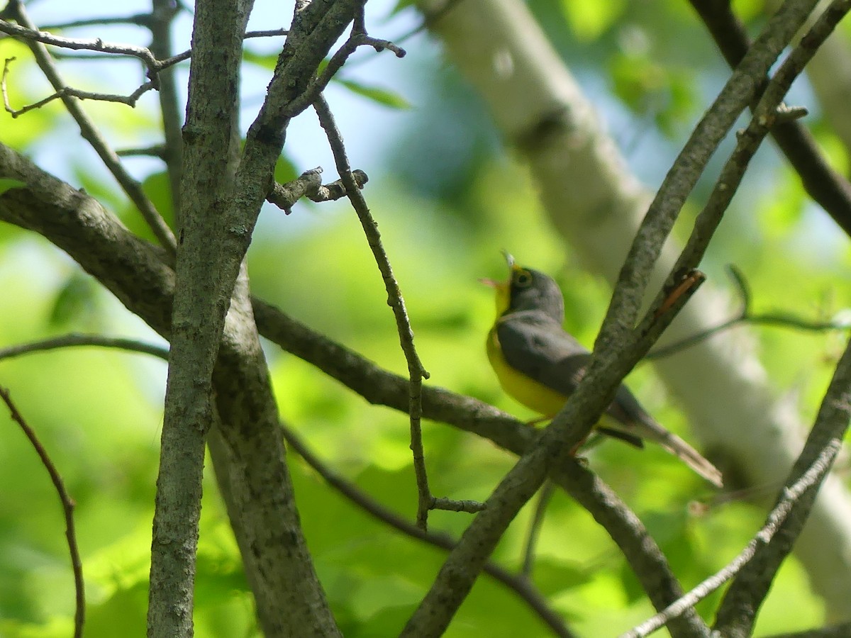 Canada Warbler - claudine lafrance cohl