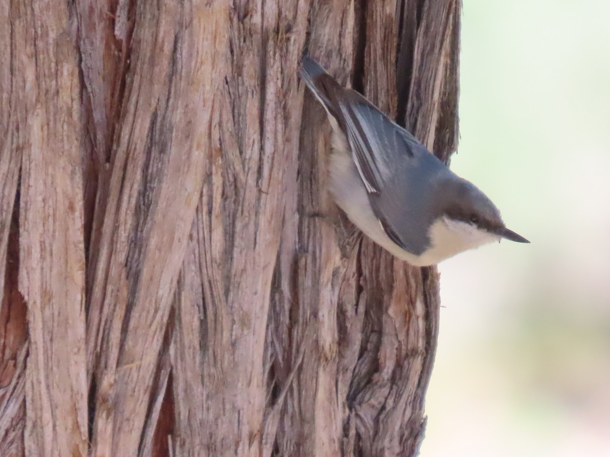 Pygmy Nuthatch - Donna Bray