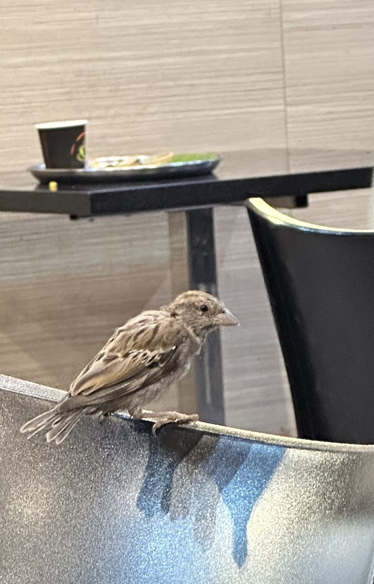 House Sparrow - Sivakumar R