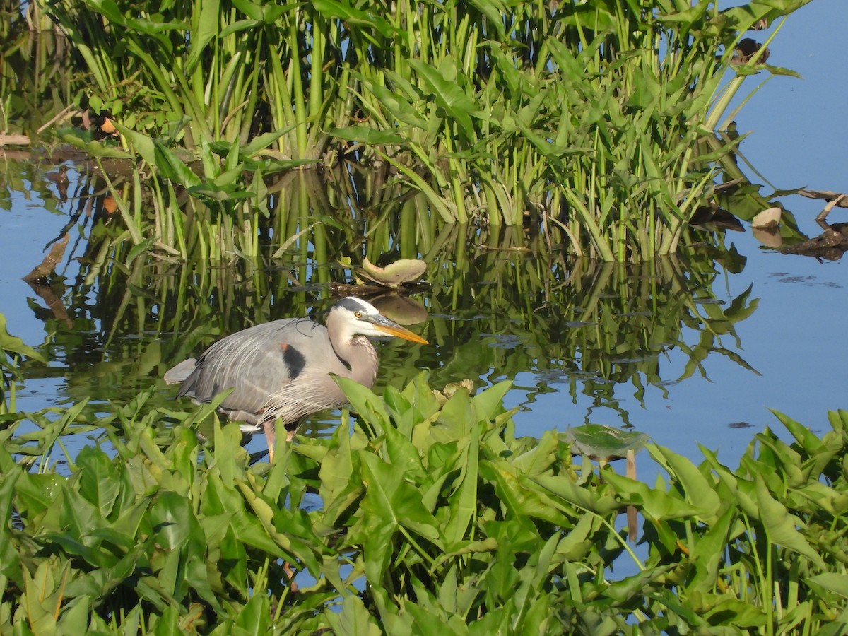 Great Blue Heron - Sam Ivande