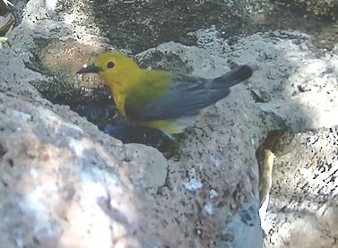 Prothonotary Warbler - Carolyn Ohl, cc