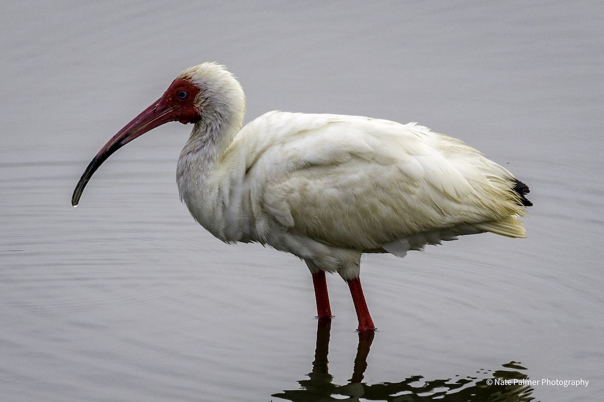 White Ibis - Nate Palmer