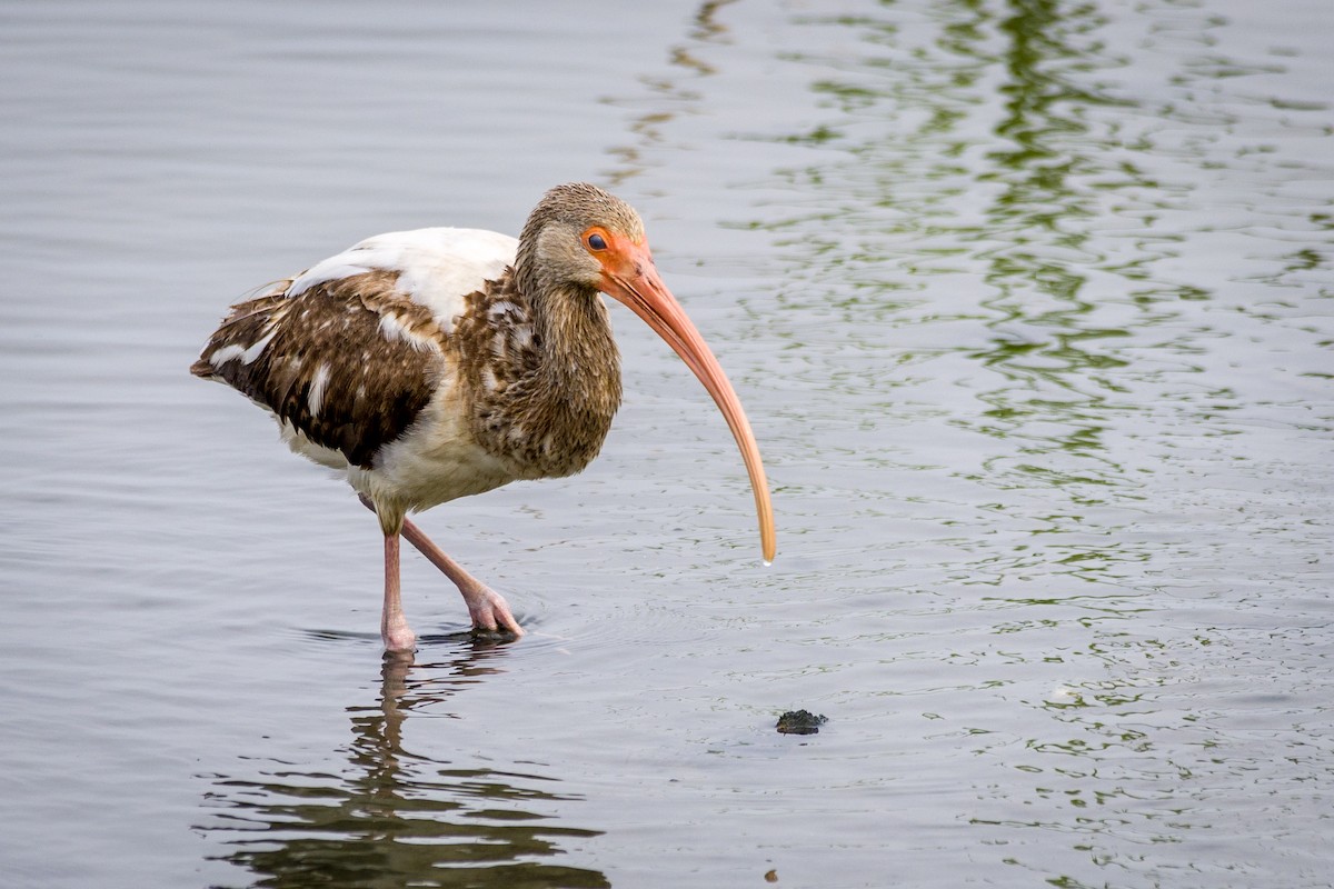 White Ibis - Nate Palmer