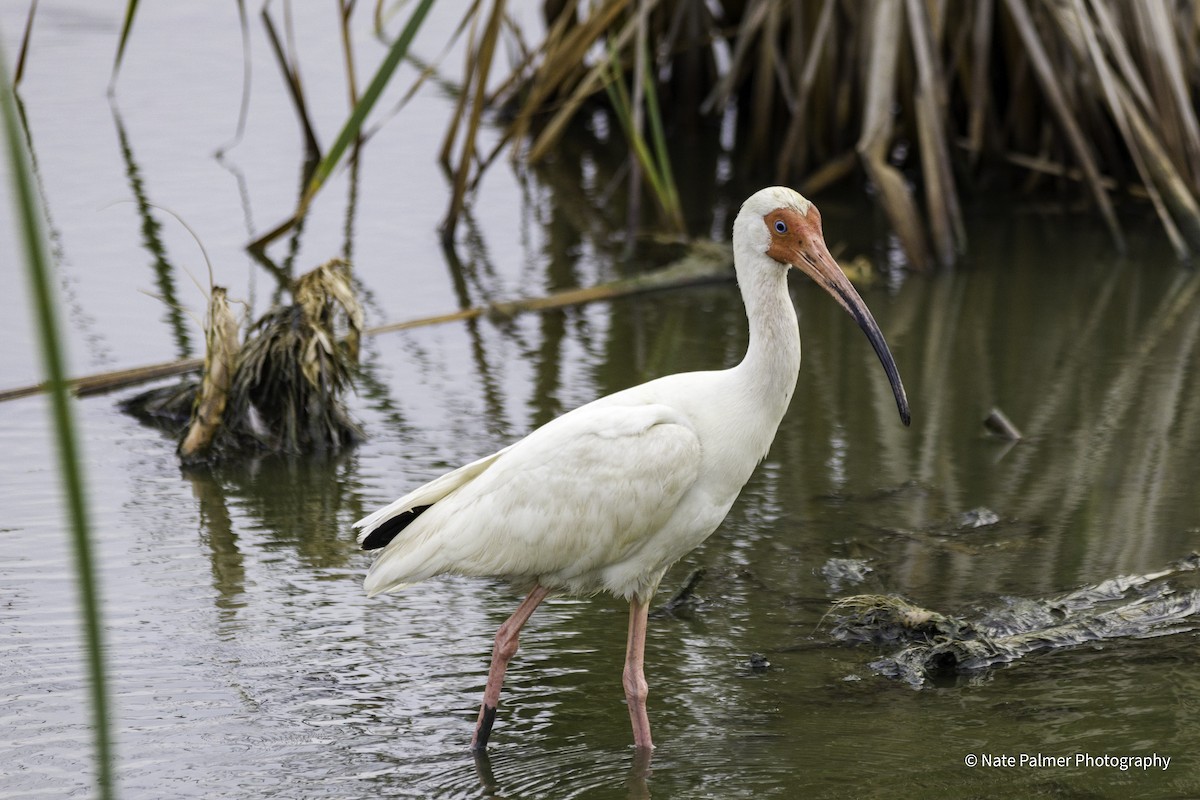 White Ibis - Nate Palmer