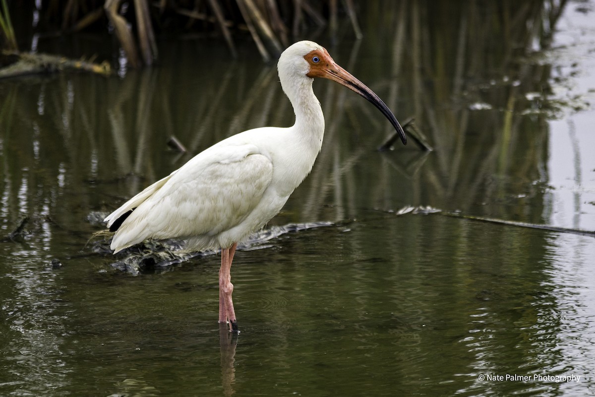 White Ibis - Nate Palmer